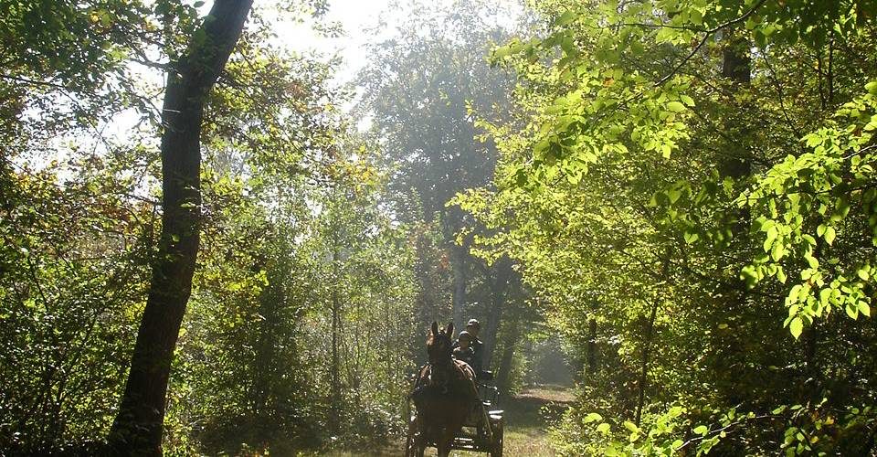 balade en forêt d'Ouilly -  Gîte des châtaigniers (Bourgogne-Franche-Comté, Saône-et-Loire)