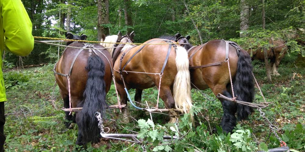 débardage en forêt d'Ouilly -  Gîte des châtaigniers (Bourgogne-Franche-Comté, Saône-et-Loire)