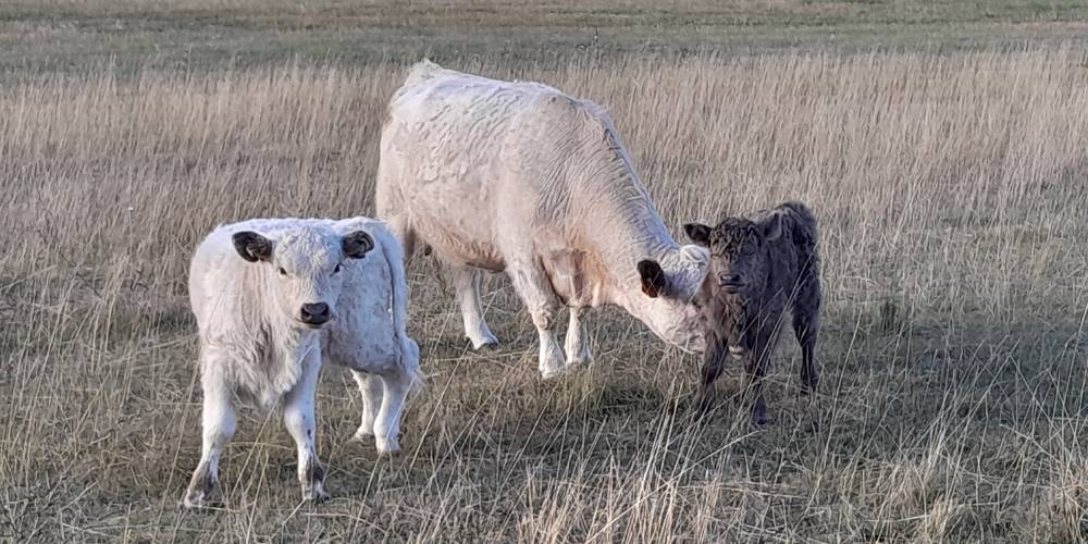 nos vaches -  Fontaine Neuve (Provence-Alpes-Côte d’Azur, Alpes-de-Haute-Provence)