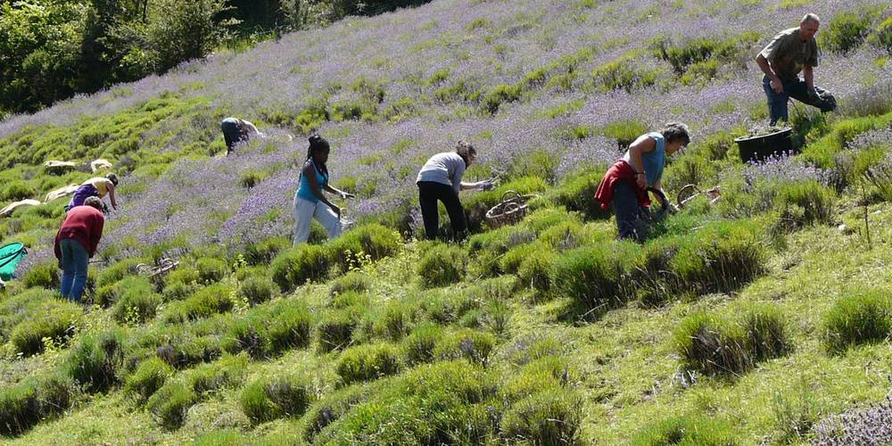 cueillette de lavande sauvage -  SOLAURE distillery farm (Auvergne-Rhône-Alpes, Drôme)
