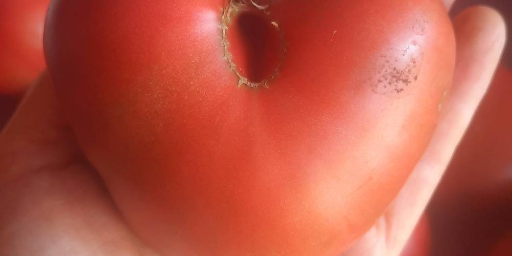  Jardin de la Bardonnière (Pays de la Loire, Vendée)