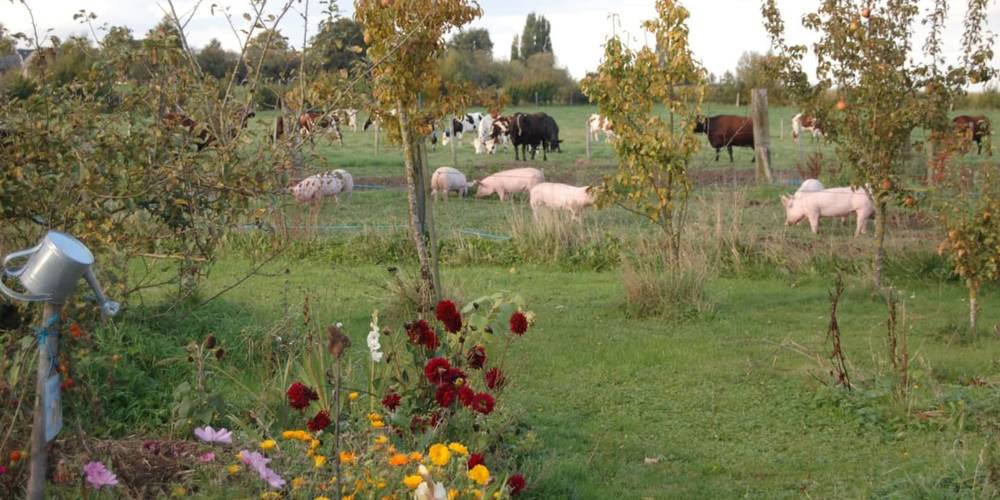  LA FERME DU TERTRE (Hauts-de-France, Nord)