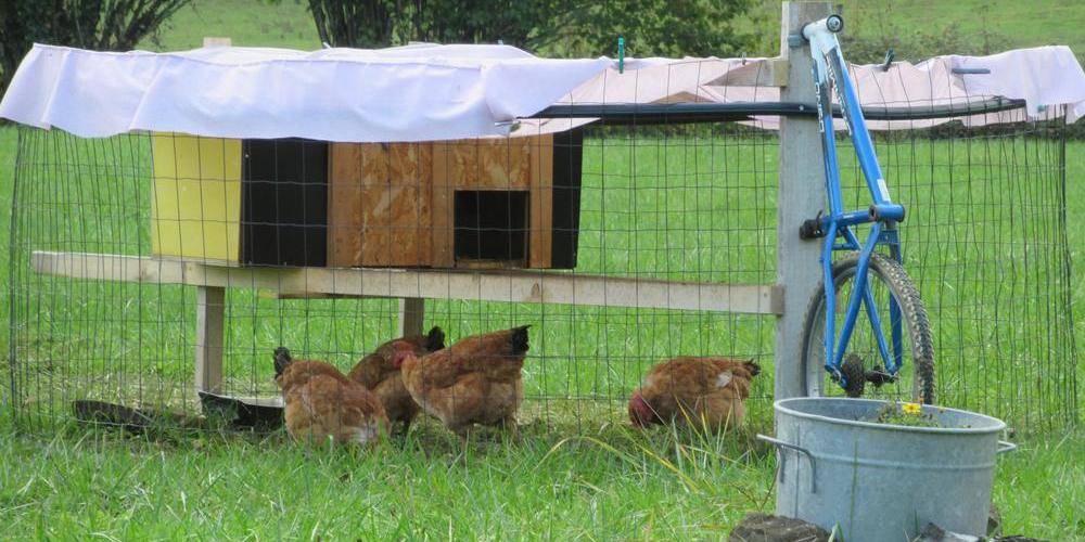 4 poulettes et des oeufs tous frais -  Gite Lamourette (Bourgogne-Franche-Comté, Jura)