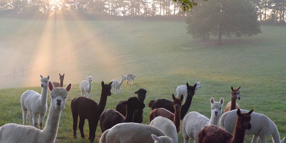  ALPACAS DU QUERCY (Occitanie, Lot)