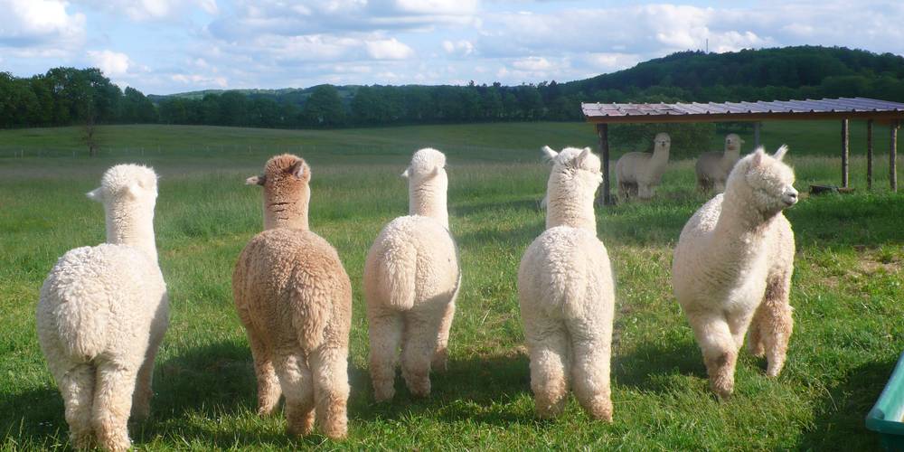  ALPACAS DU QUERCY (Occitanie, Lot)