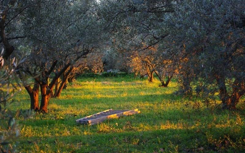  Farm Inn: L'Olivette de Langel (Occitanie, Aude)