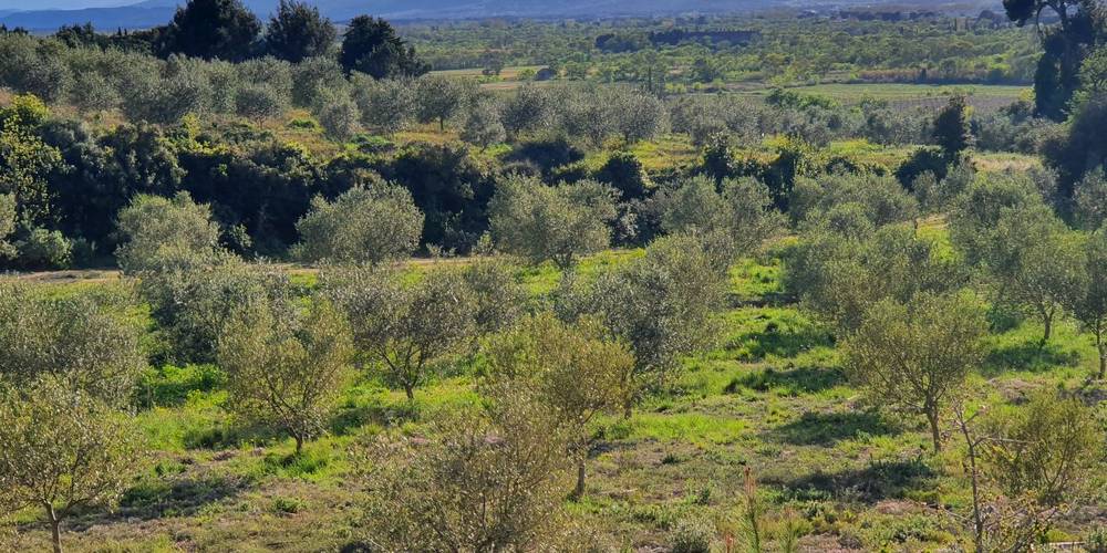  Farm Inn: L'Olivette de Langel (Occitanie, Aude)