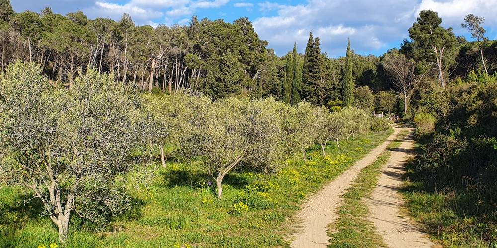  Farm Inn: L'Olivette de Langel (Occitanie, Aude)