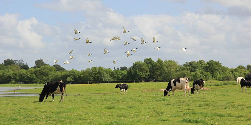 le marais -  GITE DE GRAND LIEU (Pays de la Loire, Loire-Atlantique)