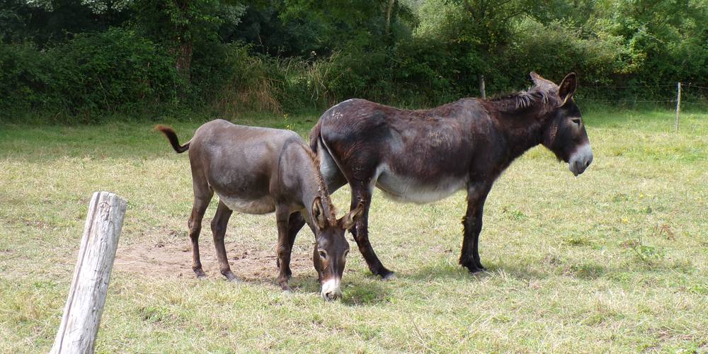 Bobette et Iota -  GITE DE GRAND LIEU (Pays de la Loire, Loire-Atlantique)
