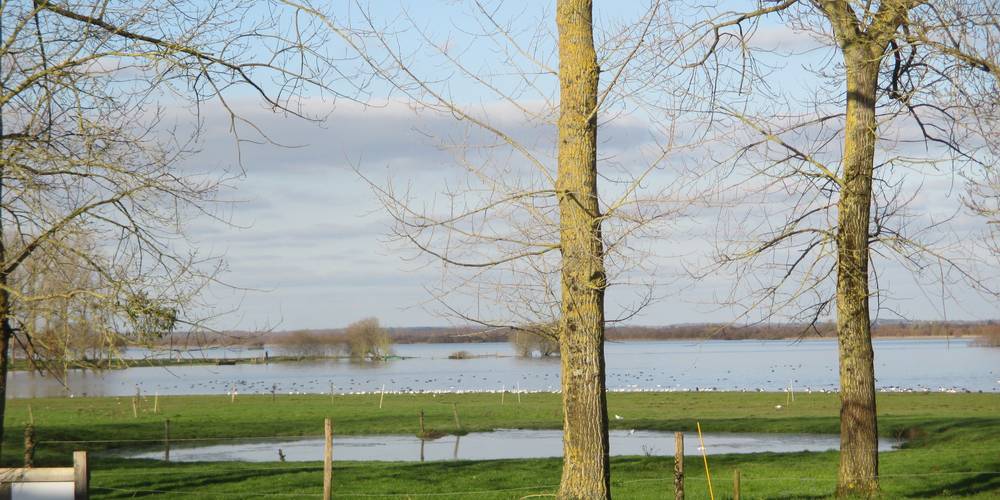 Les marais du Lac de Grand Lieu l'hiver -  GITE DE GRAND LIEU (Pays de la Loire, Loire-Atlantique)