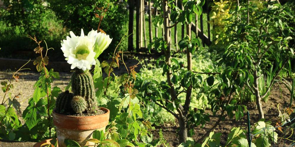 jardin -  GITE DE GRAND LIEU (Pays de la Loire, Loire-Atlantique)