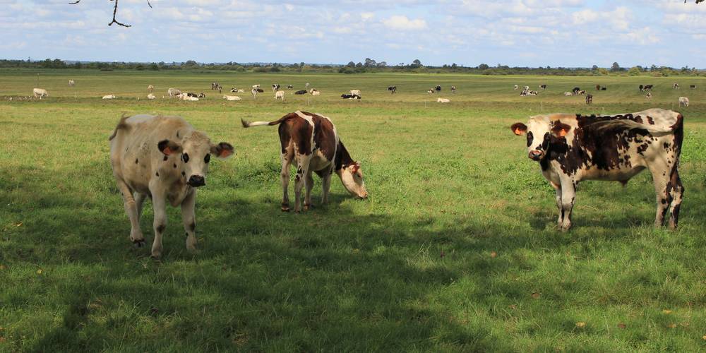 Les marais du Lac de Grand Lieu l'été -  GITE DE GRAND LIEU (Pays de la Loire, Loire-Atlantique)