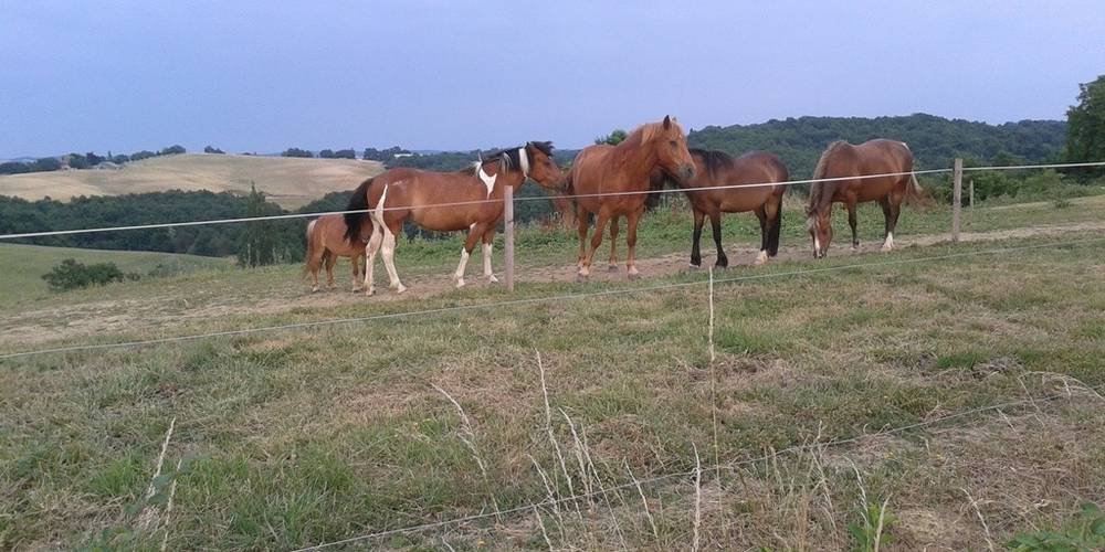  Ferme Equestre de Lupiac (Occitanie, Gers)