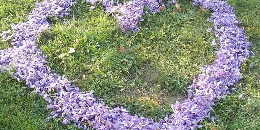 Land Art pétales safran -  KARKAM SAFRAN (Provence-Alpes-Côte d’Azur, Alpes-de-Haute-Provence)