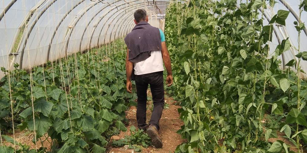 concombres et haricots verts -  Les Fiolles (Provence-Alpes-Côte d’Azur, Bouches-du-Rhône)