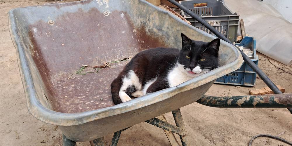 "Cat" dans la brouette. -  Les Fiolles (Provence-Alpes-Côte d’Azur, Bouches-du-Rhône)