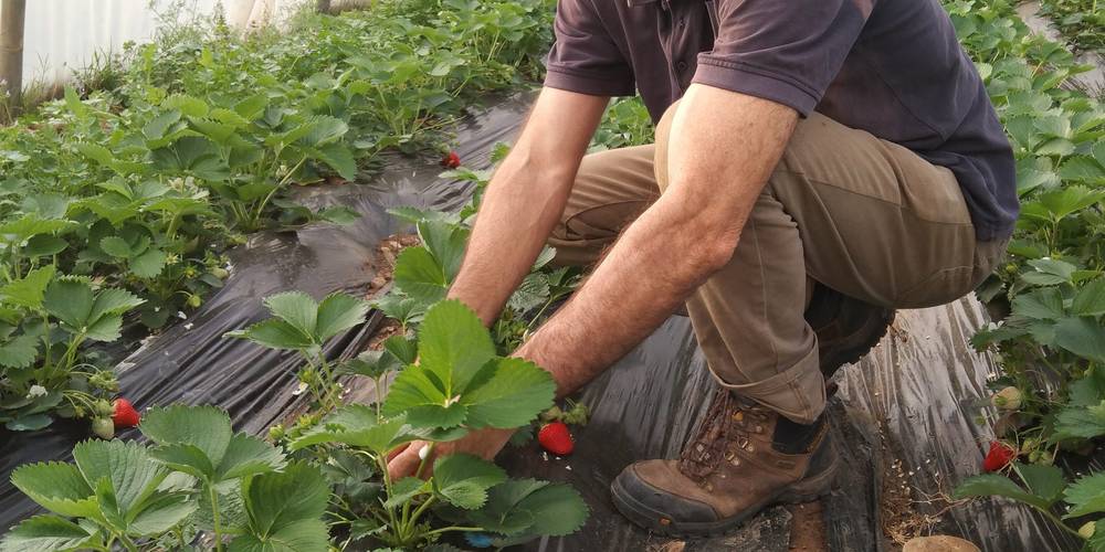 première récolte de fraises -  Les Fiolles (Provence-Alpes-Côte d’Azur, Bouches-du-Rhône)