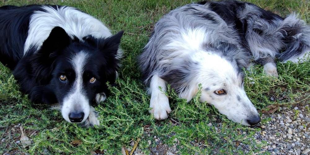 les copains -  Les Fiolles (Provence-Alpes-Côte d’Azur, Bouches-du-Rhône)