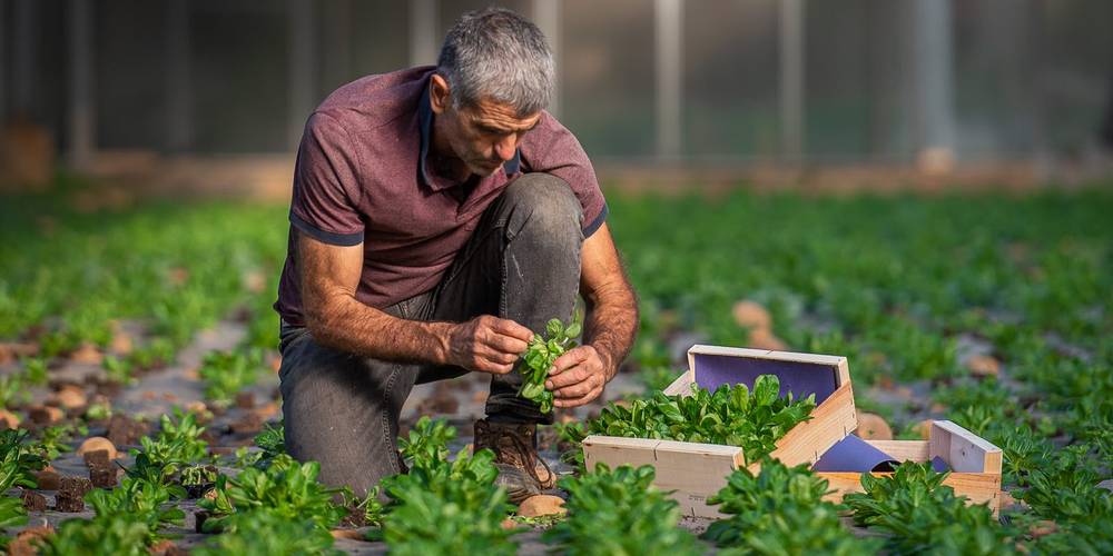 récolte de la mâche -  Les Fiolles (Provence-Alpes-Côte d’Azur, Bouches-du-Rhône)