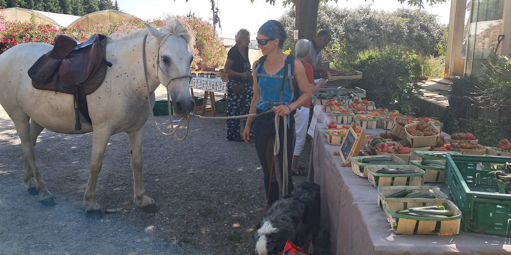 le marché d'été dans la cour -  Les Fiolles (Provence-Alpes-Côte d’Azur, Bouches-du-Rhône)