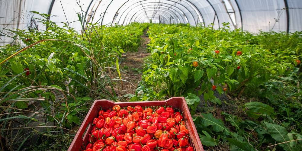récolte des piments -  Les Fiolles (Provence-Alpes-Côte d’Azur, Bouches-du-Rhône)