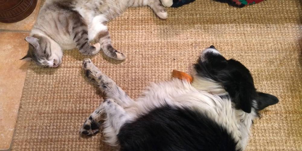 "Bébou" et "Samba" en détente -  Les Fiolles (Provence-Alpes-Côte d’Azur, Bouches-du-Rhône)