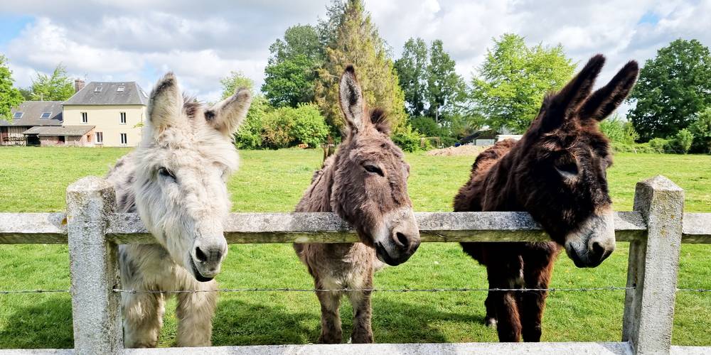Martin, Pivoines, Lény -  Le Clos Masure Gîte à 15 min de la mer (Normandie, Seine-Maritime)