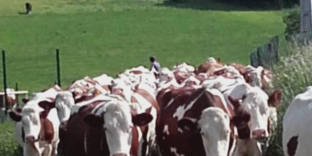  Gîte la Ferme de Servanges  -Parcours pieds nus "Lou Pié-Déchô" (Auvergne-Rhône-Alpes, Loire)