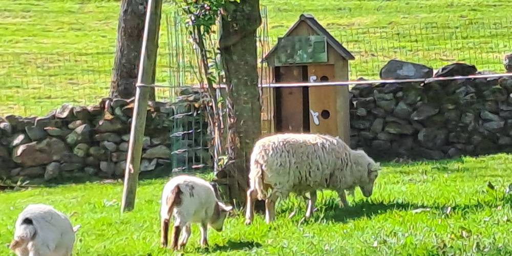  Gîte la Ferme de Servanges  -Parcours pieds nus "Lou Pié-Déchô" (Auvergne-Rhône-Alpes, Loire)