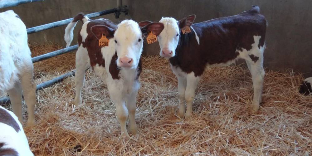  Gîte la Ferme de Servanges  -Parcours pieds nus "Lou Pié-Déchô" (Auvergne-Rhône-Alpes, Loire)