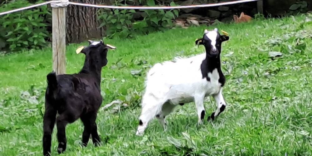  Gîte la Ferme de Servanges  -Parcours pieds nus "Lou Pié-Déchô" (Auvergne-Rhône-Alpes, Loire)