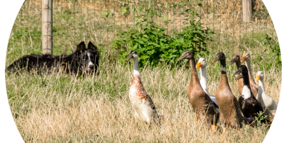  Gîte la Ferme de Servanges  -Parcours pieds nus "Lou Pié-Déchô" (Auvergne-Rhône-Alpes, Loire)