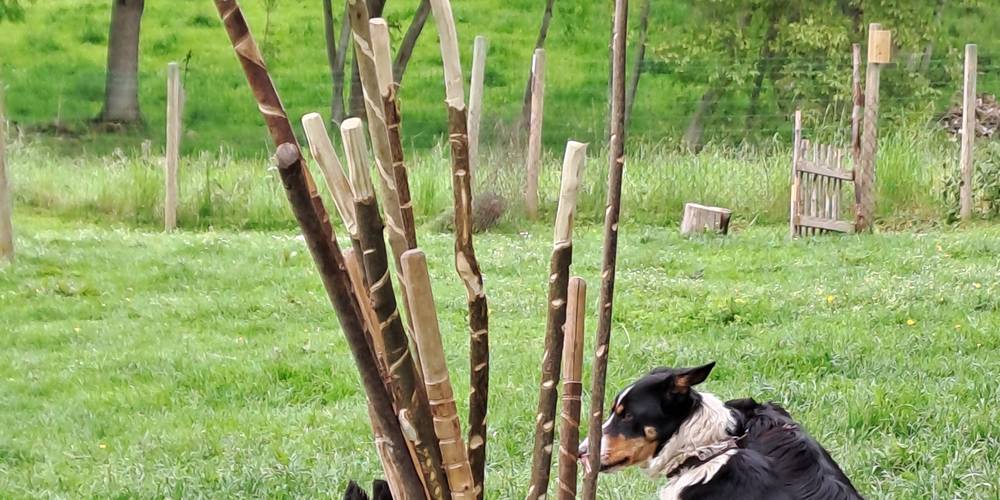  Gîte la Ferme de Servanges  -Parcours pieds nus "Lou Pié-Déchô" (Auvergne-Rhône-Alpes, Loire)