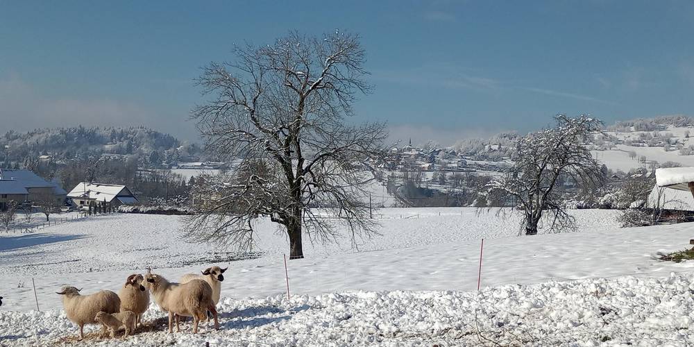  LE CHÂTEAU PARTAGE (Auvergne-Rhône-Alpes, Savoie)