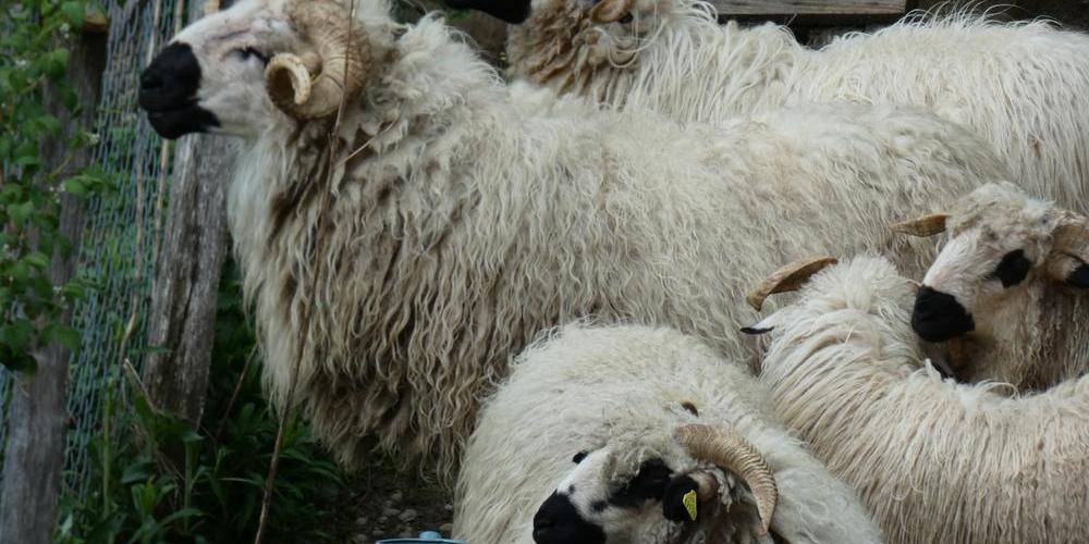  LE CHÂTEAU PARTAGE (Auvergne-Rhône-Alpes, Savoie)