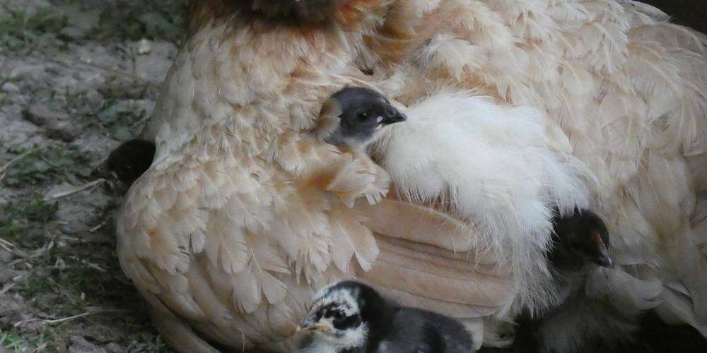  LE CHÂTEAU PARTAGE (Auvergne-Rhône-Alpes, Savoie)