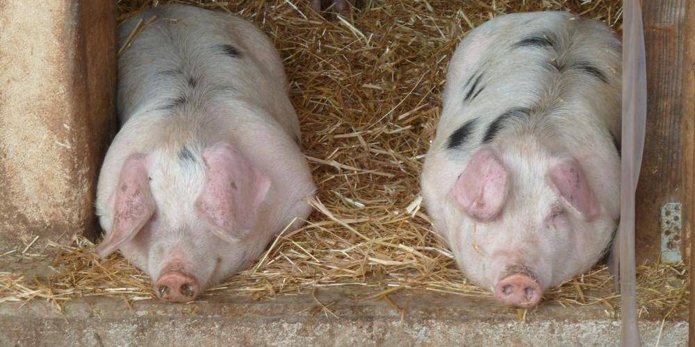  La Ferme de la Rauze (Occitanie, Lot)