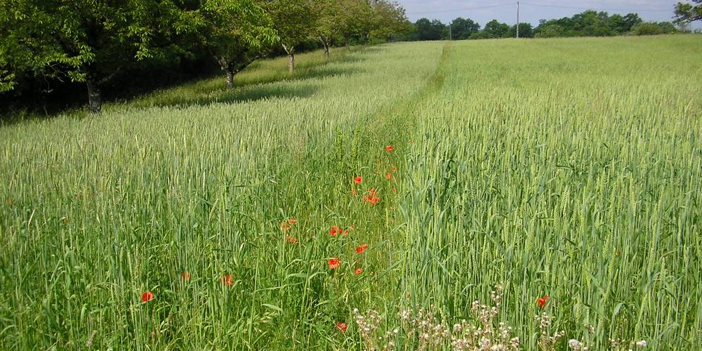  La Ferme de la Rauze (Occitanie, Lot)