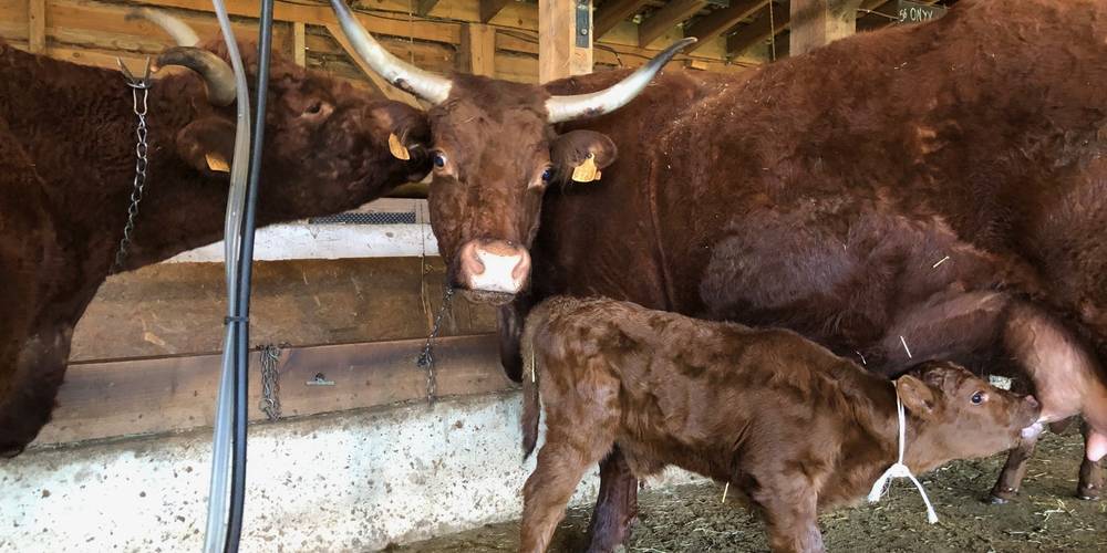  La Ferme de la Rauze (Occitanie, Lot)