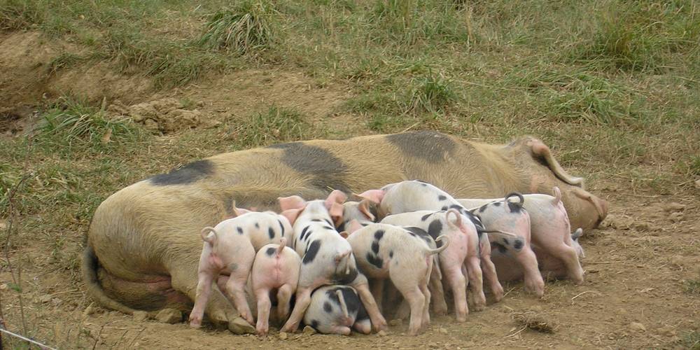  La Ferme de la Rauze (Occitanie, Lot)