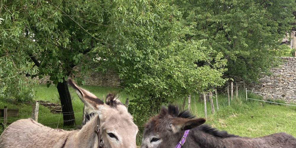 Les petites jeunes, Toupie et Metisse -  Des ânes et des abeilles (Bourgogne-Franche-Comté, Saône-et-Loire)