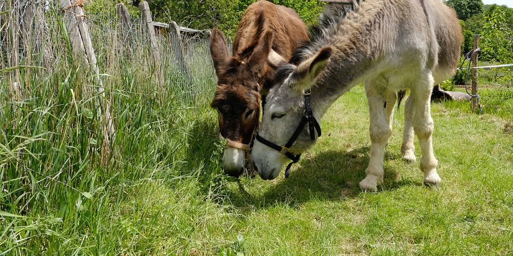 Les doyens, Maïs et Trompette -  Des ânes et des abeilles (Bourgogne-Franche-Comté, Saône-et-Loire)
