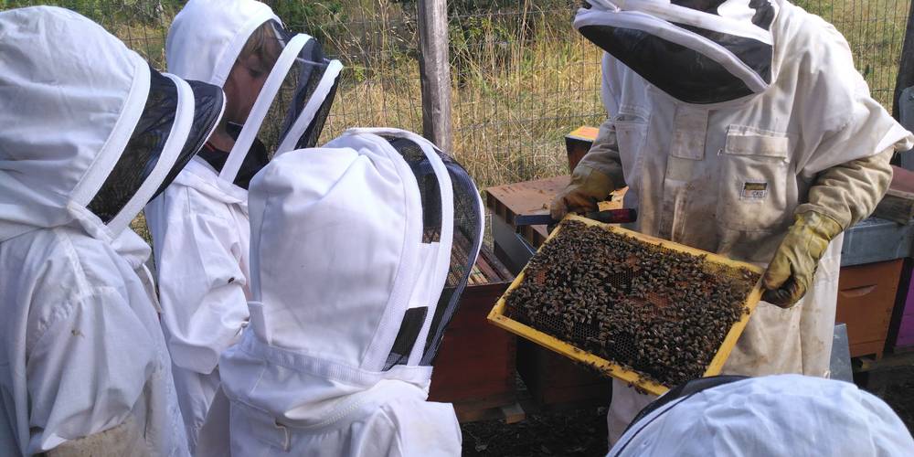 Mais où est la Reine? -  Des ânes et des abeilles (Bourgogne-Franche-Comté, Saône-et-Loire)