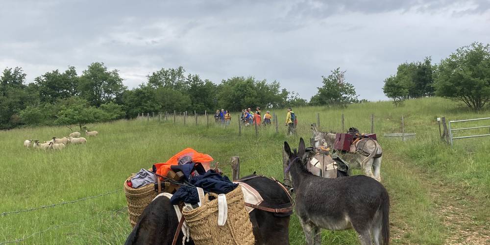 A la découverte des pelouses calcicoles -  Des ânes et des abeilles (Bourgogne-Franche-Comté, Saône-et-Loire)
