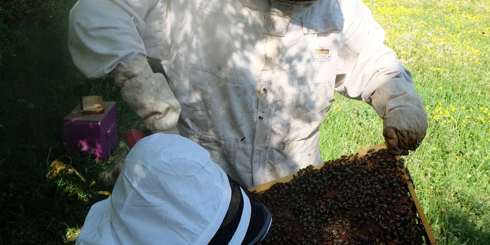 A la visite du rucher -  Des ânes et des abeilles (Bourgogne-Franche-Comté, Saône-et-Loire)