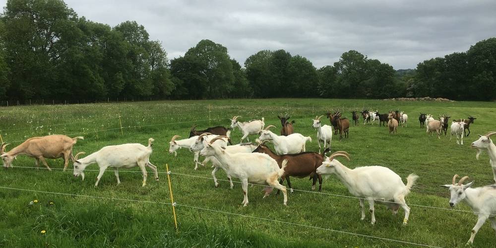  LA FERME D'ETIENNETTE (Normandie, Manche)