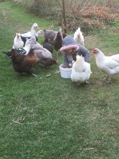 l'heure du repas des plus gourmandes -  LA FERME D'ETIENNETTE (Normandie, Manche)