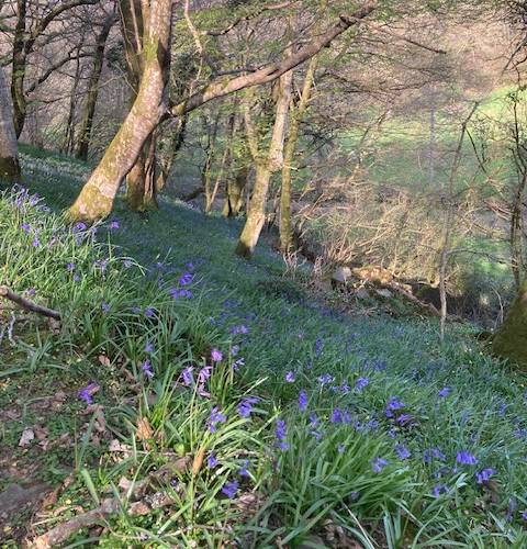 le réveil du printemps -  LA FERME D'ETIENNETTE (Normandie, Manche)