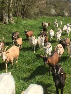 nos copines -  LA FERME D'ETIENNETTE (Normandie, Manche)